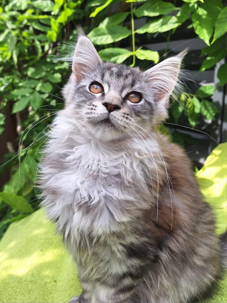 Prachtig Maine Coon poesje kitten, Dieren en Toebehoren, Katten en Kittens | Overige Katten, Meerdere dieren, 0 tot 2 jaar