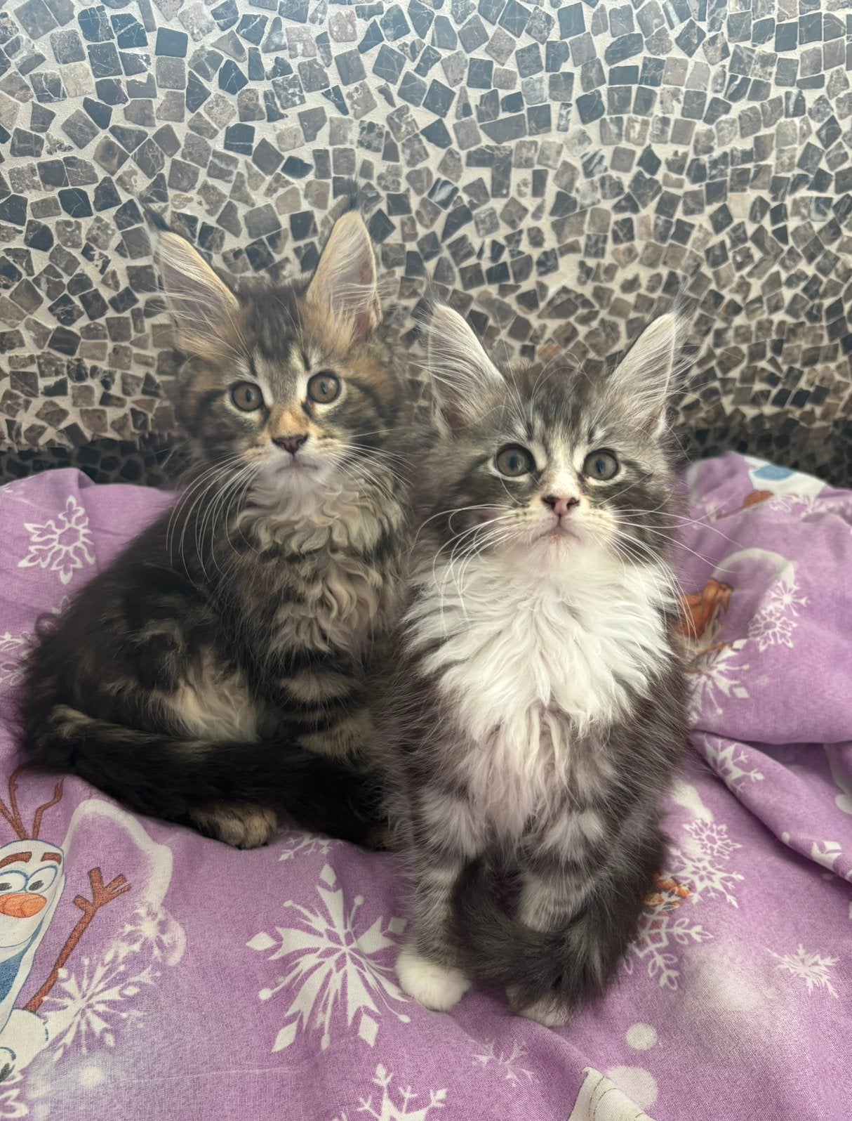 Prachtige maine coon kittens met stamboom, Dieren en Toebehoren, Meerdere dieren, Met stamboom