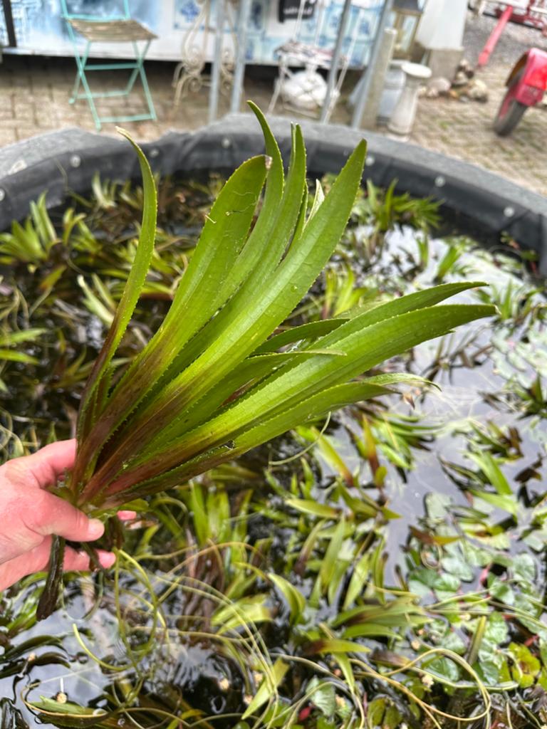 Vijverplanten specialist ( limburg ), Ophalen, Nieuw