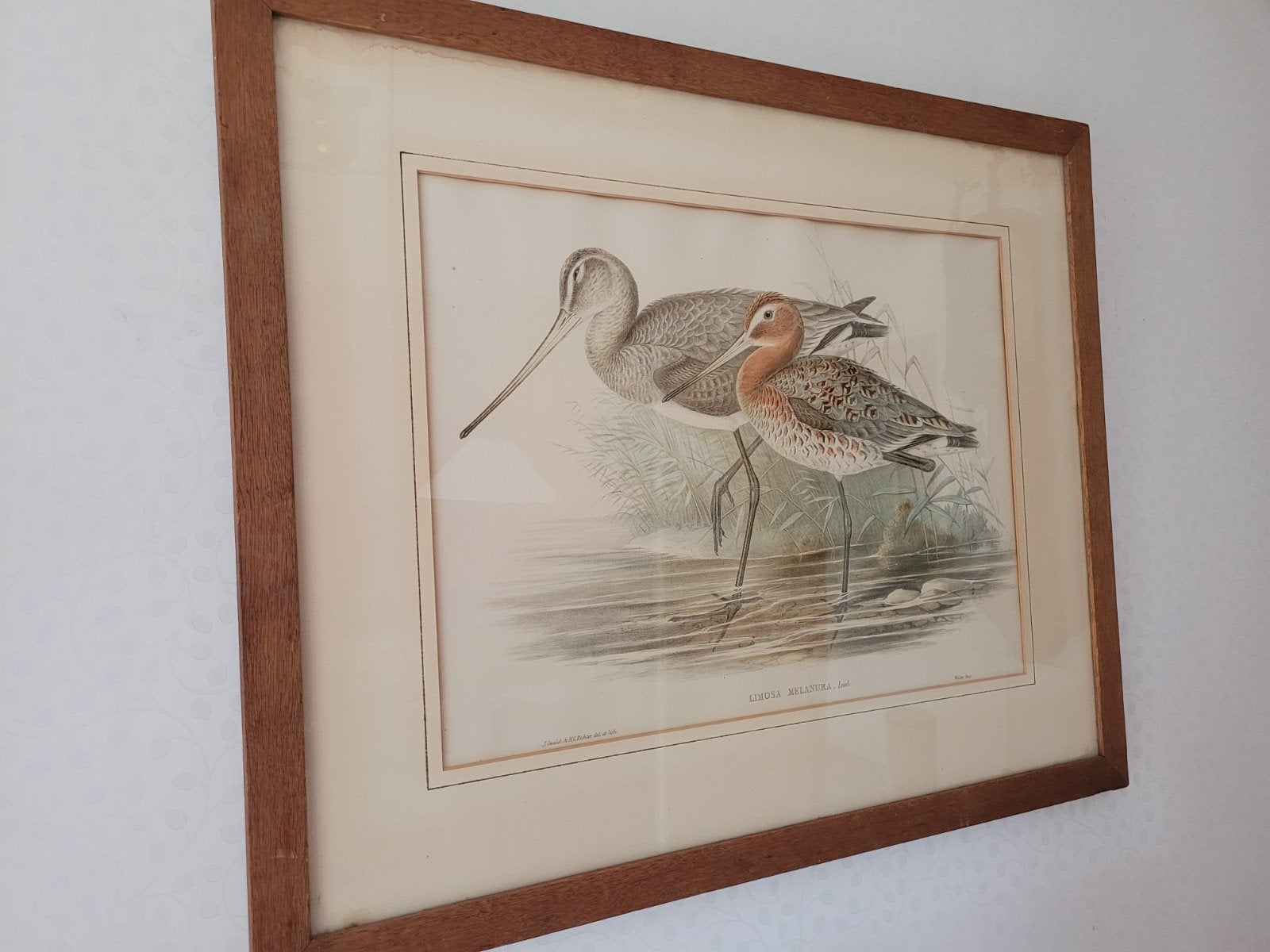 Antieke Lithografie: Limosa Melanura Grutto Gould & Ri, 56 cm, Ophalen of Verzenden, Flora en Fauna, 69 cm