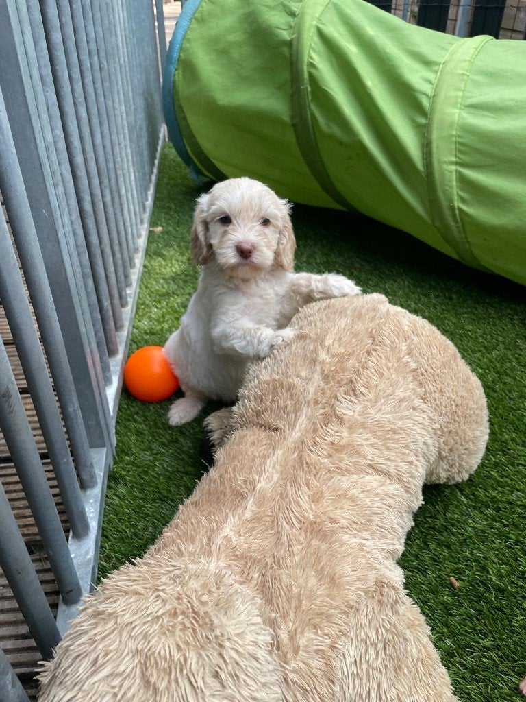 echte Australian Labradoodle pups gezond en met garantie, Dieren en Toebehoren, Parvo, Nederland, 8 tot 15 weken, Meerdere