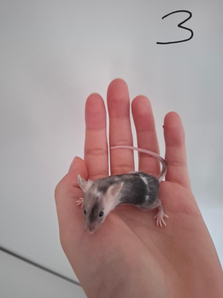 Jonge kleurmuis mannetjes tam ook met krullen, Dieren en Toebehoren, April, Muis, Meerdere dieren, Tam
