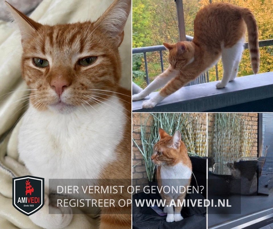 Vermist: rode tabby kater – Stationskwartier Leiden, Kat