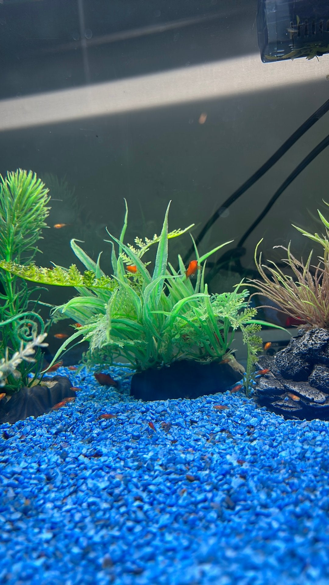 Platy’s vissen, Dieren en Toebehoren, 0 tot 2 jaar