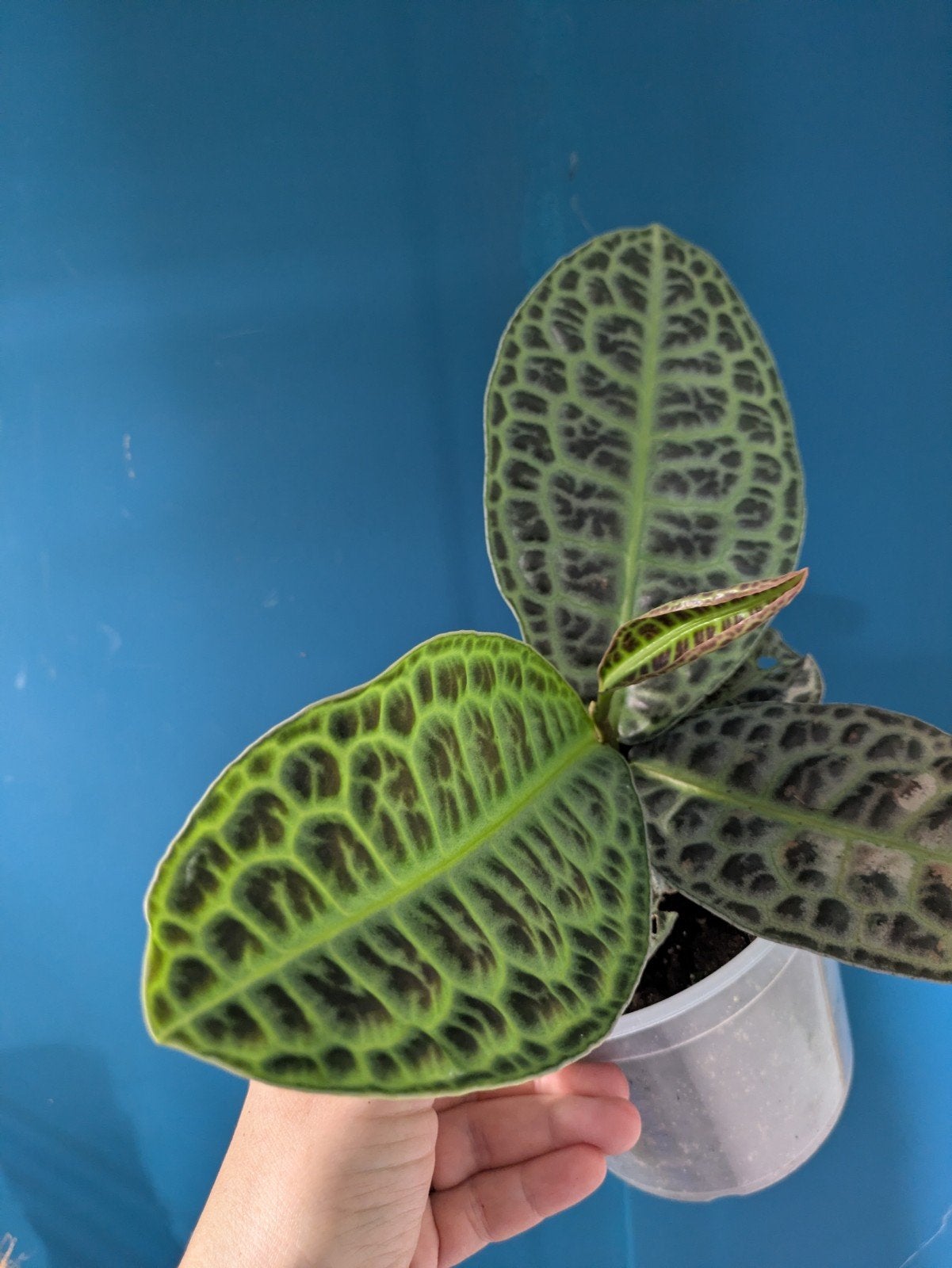 ACTIE Labisia 'Turtleback' plant zeldzaam, Ophalen of Verzenden, Halfschaduw, Minder dan 100 cm