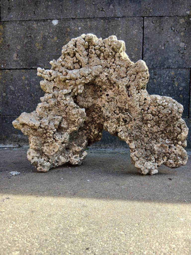 Leven steen schotel, Dieren en Toebehoren, Vissen | Aquaria en Toebehoren, Plant(en), Steen of Hout, Ophalen of Verzenden