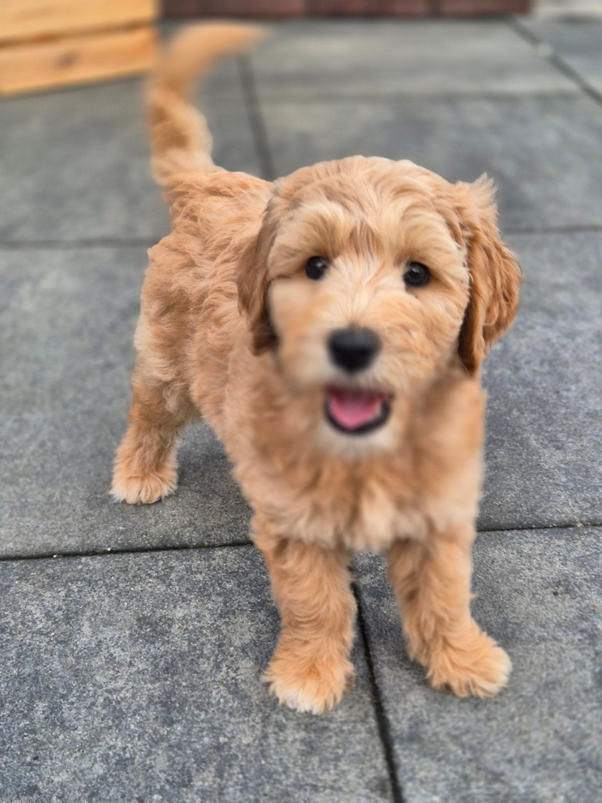Australian labradoodle pup met stamboom achtergrond