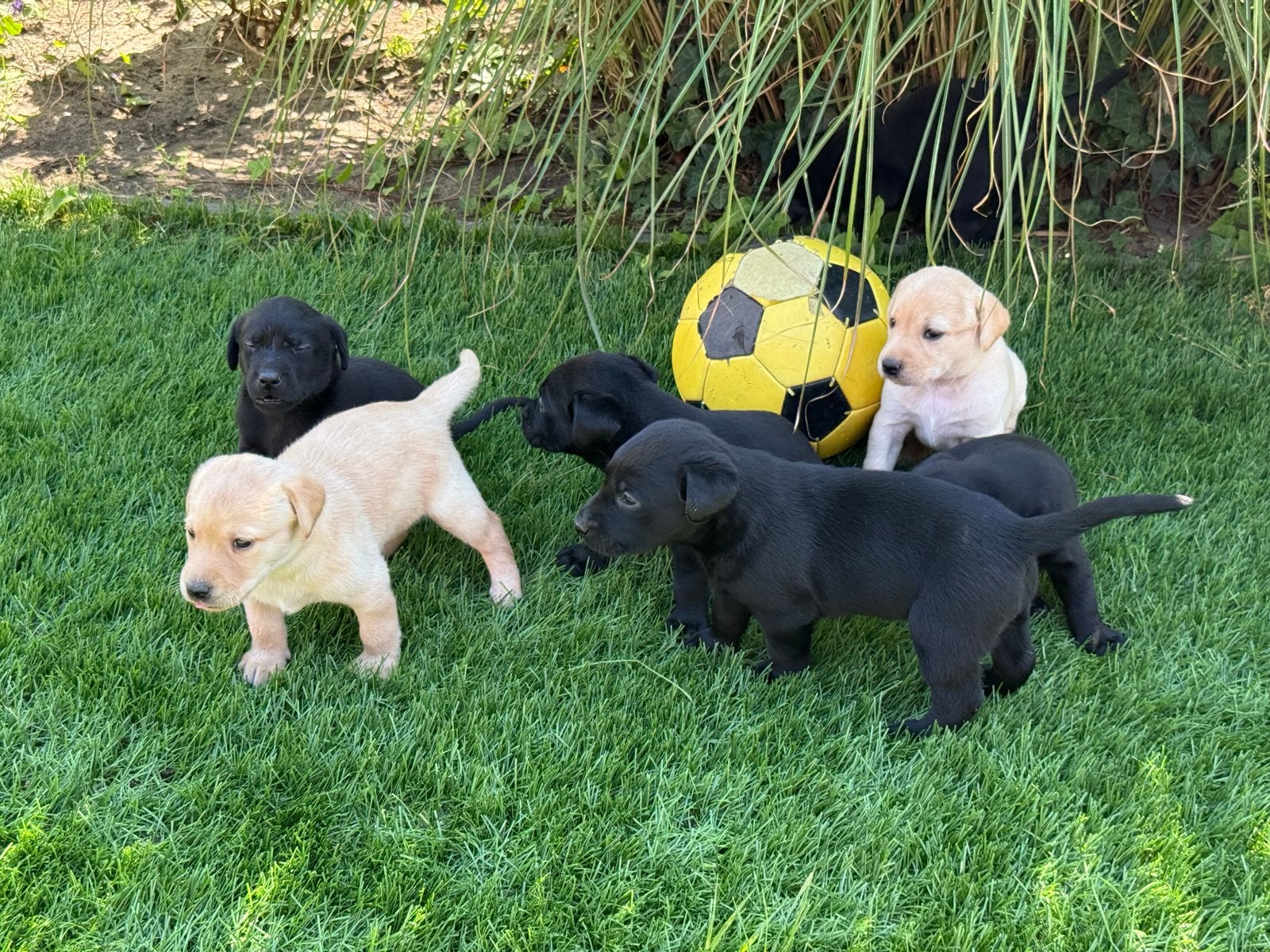 Labrador Retriever pups, Dieren en Toebehoren, Honden | Retrievers, Spaniëls en Waterhonden, Nederland, 8 tot 15 weken, Labrador retriever