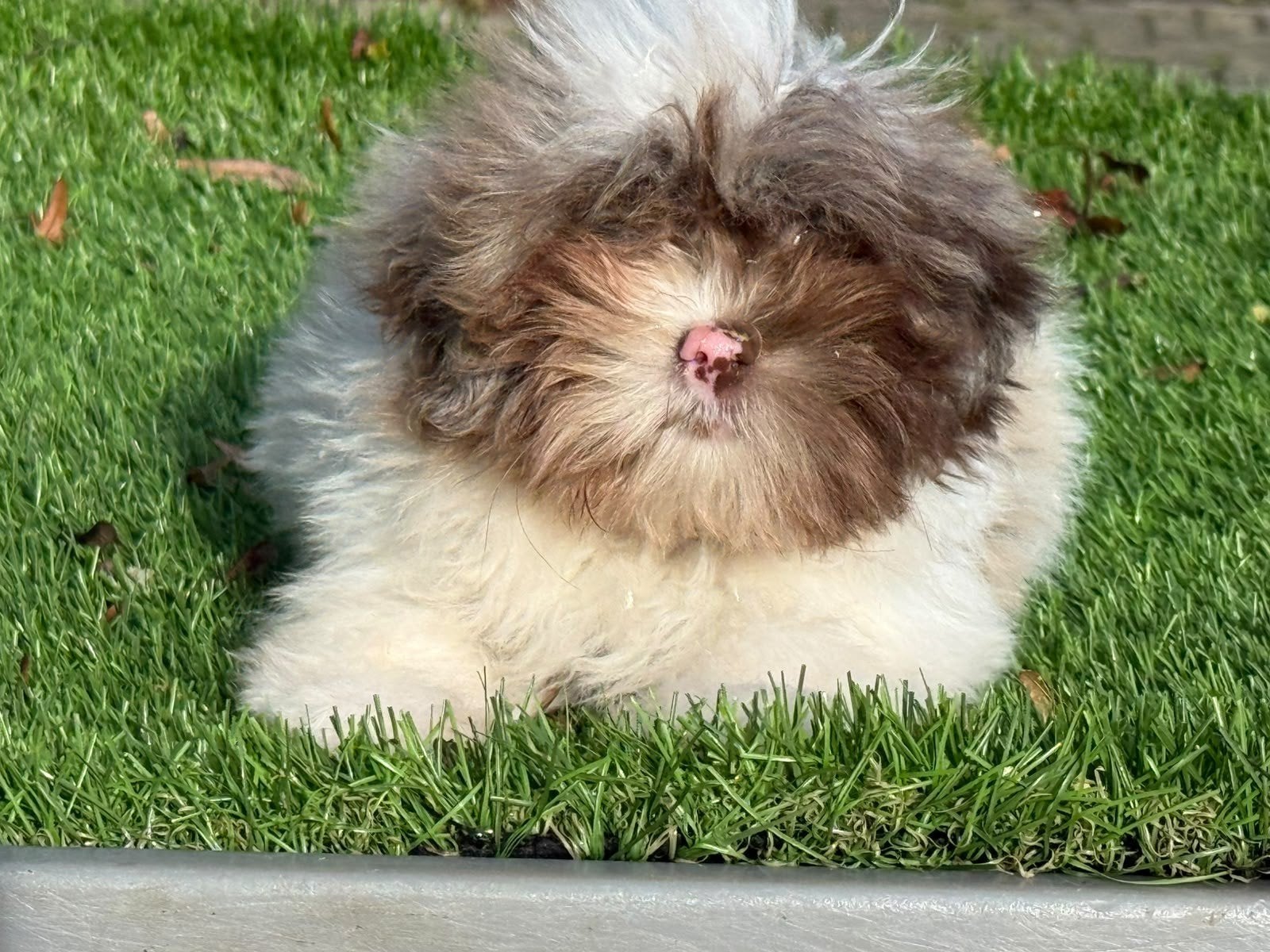 Te koop leuke Maltipoo Shitzu puber pup, Nederland, 15 weken tot 1 jaar, CDV (hondenziekte), Teef