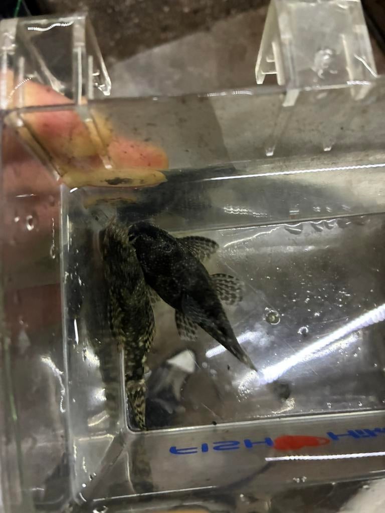 Kweekkoppel bruine Ancistrus, Dieren en Toebehoren, Vissen | Aquariumvissen, Vis