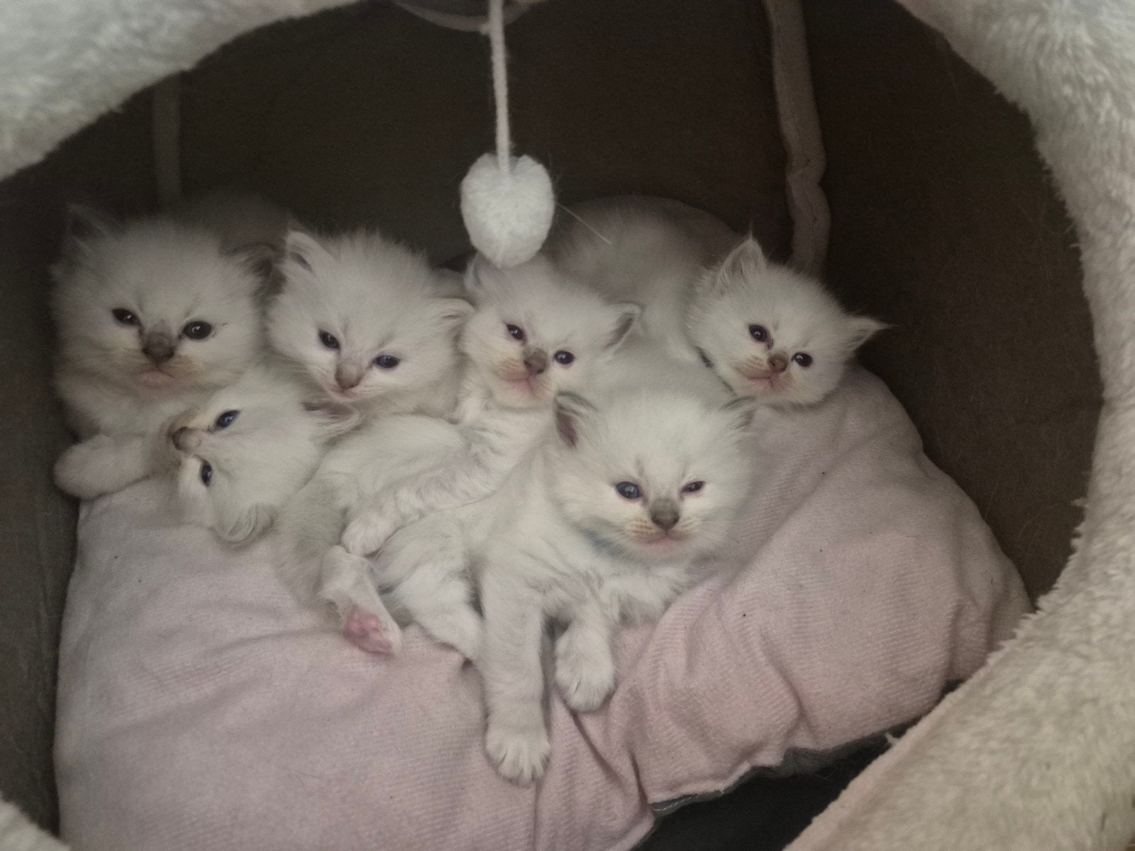 🐾 Lieve Ragdoll kittens zoeken een gouden mandje 🐾, Meerdere dieren, 0 tot 2 jaar