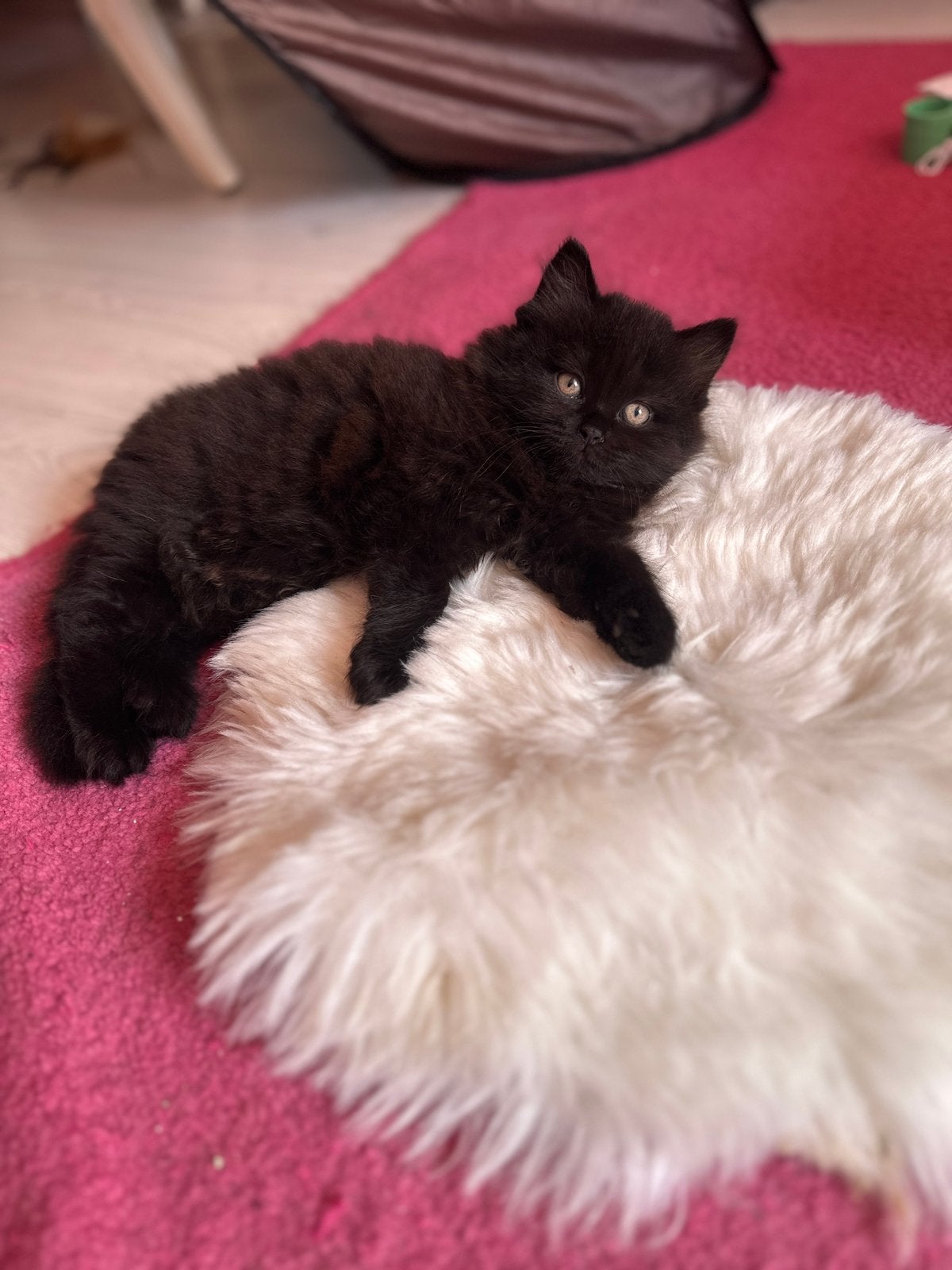 Britse langhaar kitten( katertje donkerbruin), Dieren en Toebehoren, Katten en Kittens | Raskatten | Langhaar, Meerdere dieren