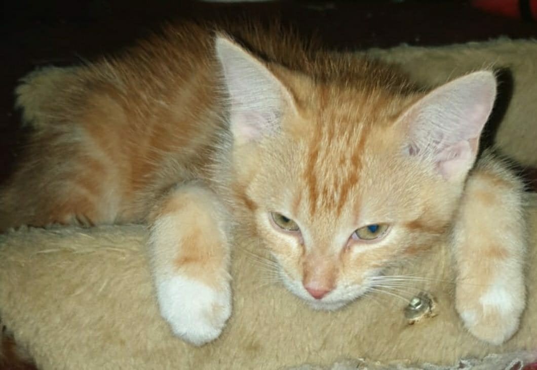Kittens 10 weken mogen het nest per direct verlaten, Meerdere dieren, Kortharig, 0 tot 2 jaar