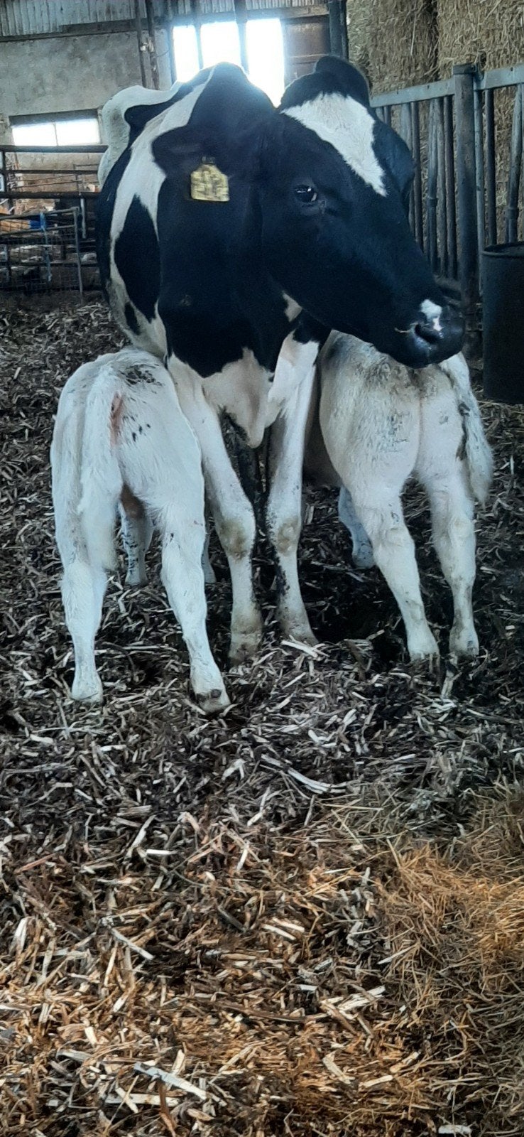 Holstein vaars met 2 superluxe blauwe dikbil stierkalveren!, Dieren en Toebehoren, Mannelijk