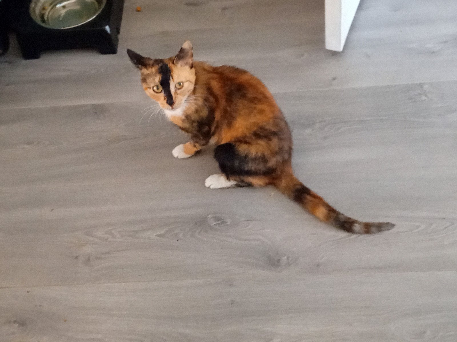 3 katten gratis, Poes, Kortharig, 3 tot 5 jaar