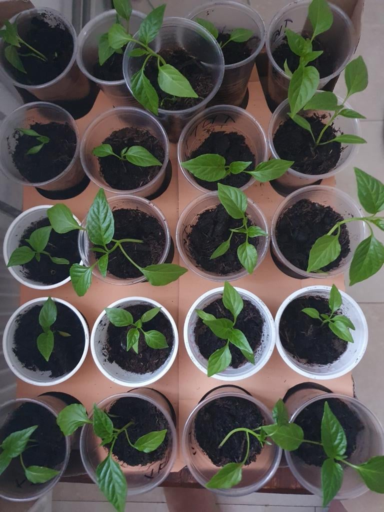 Turkse Zoete Sivri Peperplantjes - Lange Dunne Pepers, Tuin en Terras, Planten | Tuinplanten, Ophalen, Eenjarig, Groenteplanten