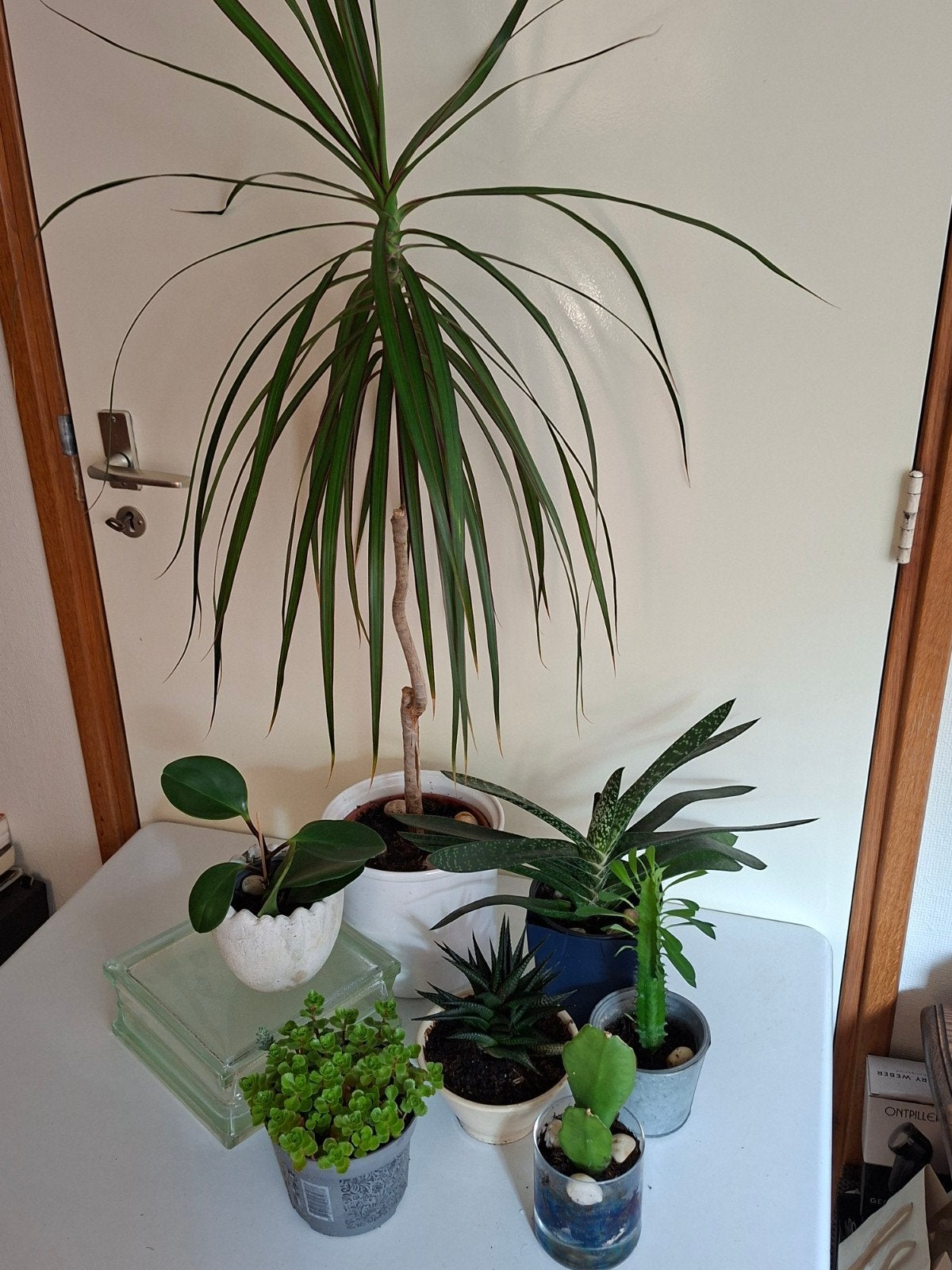 Kamerplanten,,cactussen groep, Ophalen, Halfschaduw, Minder dan 100 cm