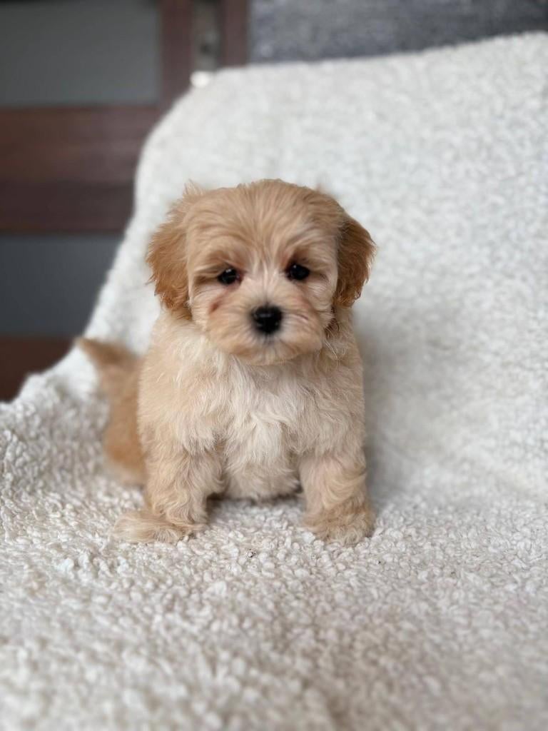 Exclusieve Maltipoo F1 pup, Dieren en Toebehoren, 15 weken tot 1 jaar, Parvo, Eén hond, Nederland