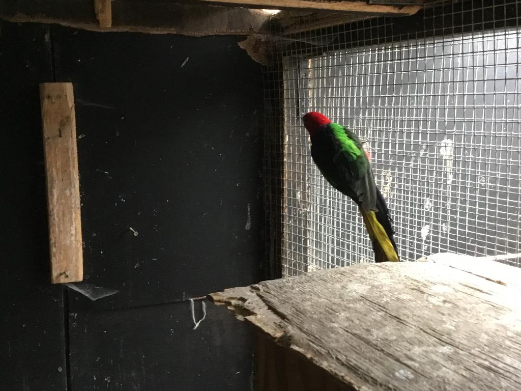 Groenvleugel koningsparkieten, Dieren en Toebehoren, Meerdere dieren, Parkiet