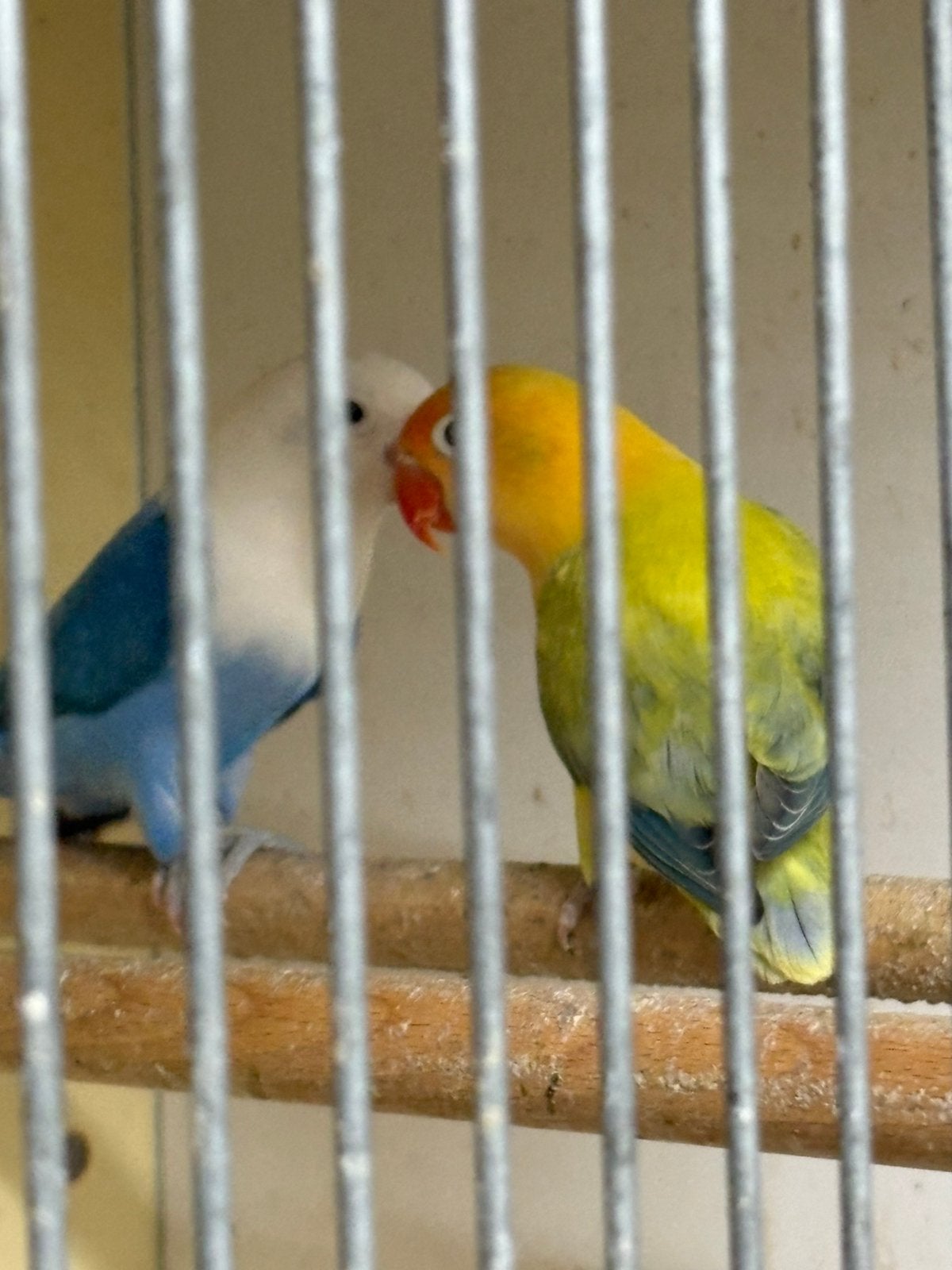 Koppel ficheri, Meerdere dieren, Parkiet