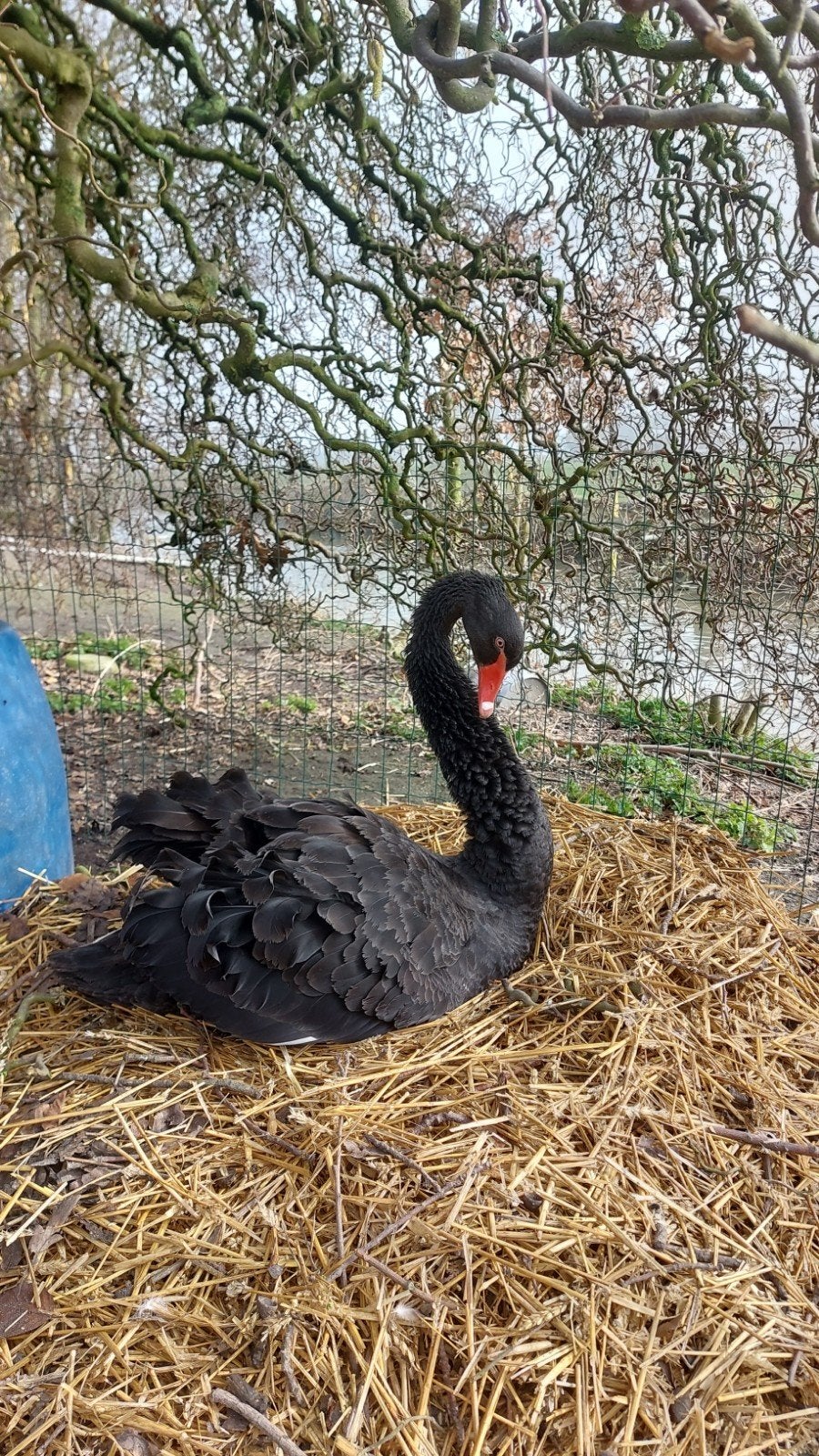 Zwarte zwaan, roodhals en keizergans gevraagd, Meerdere dieren, Gans of Zwaan