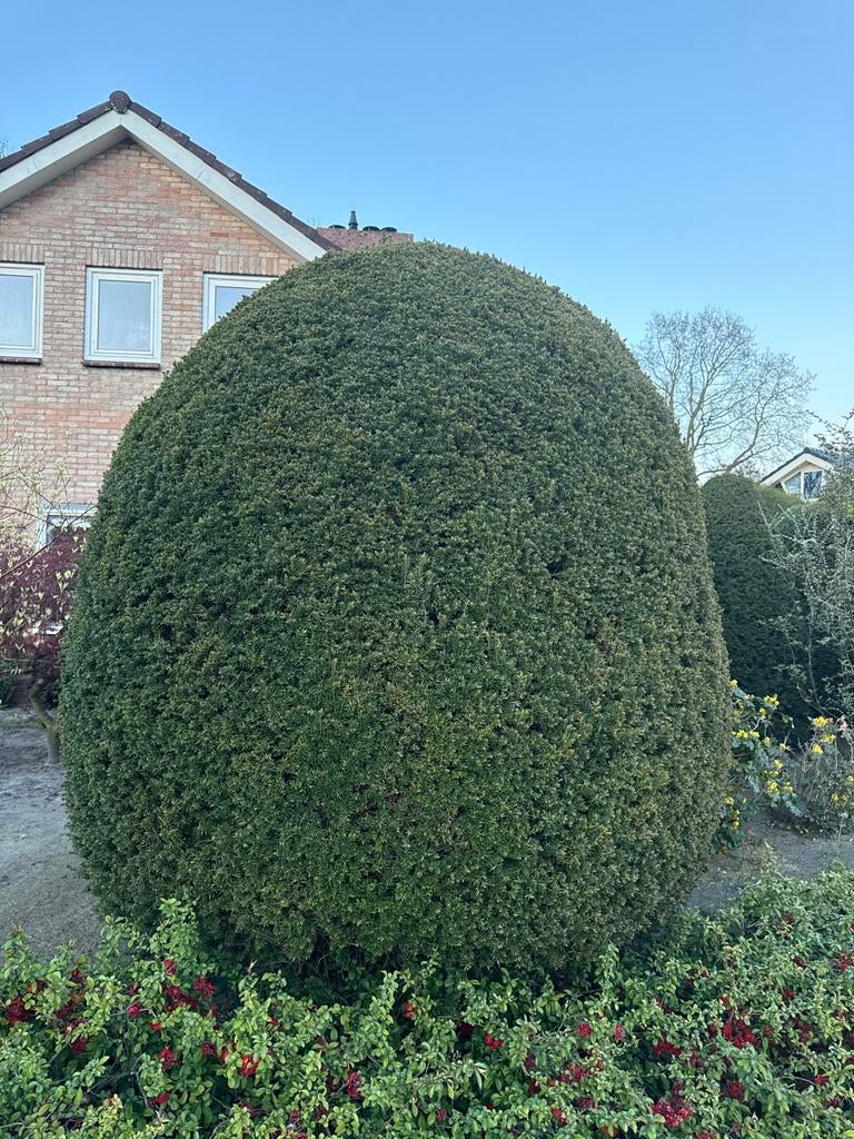 Gratis Taxus 2.80 meter hoog, Vaste plant, Bloeit niet, Halfschaduw, Ophalen