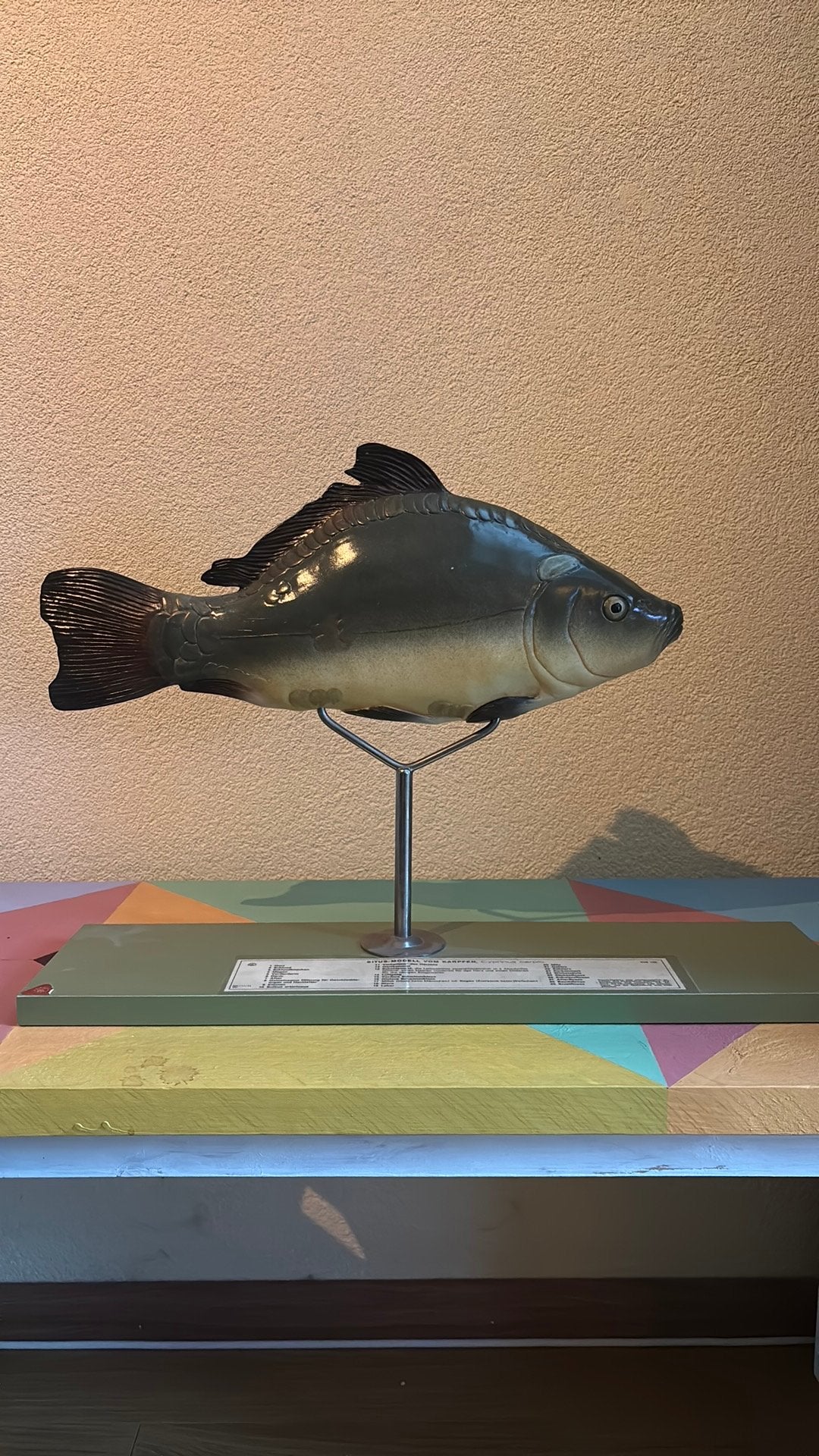 Anatomisch model anatomie karper Somso, Ophalen of Verzenden, Zo goed als nieuw, Zonnebank enkelzijdig, Minder dan 10 lampen