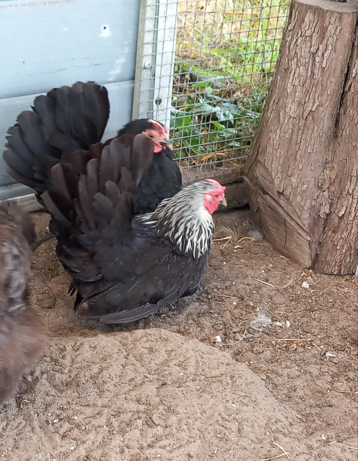2 Java krielhennen, Dieren en Toebehoren, Pluimvee, Vrouwelijk, Kip