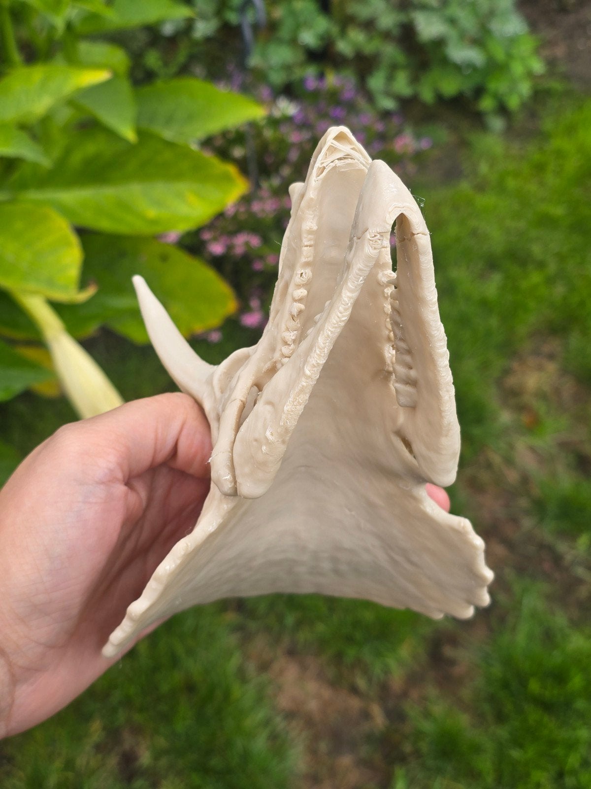 3D Geprint Triceratops Schedel Bot, Ophalen of Verzenden, Gebruikt, Dier