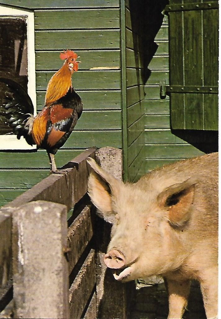 Dieren- -Varken met haan., Verzenden, 1960 tot 1980, Ongelopen, Hond of Kat