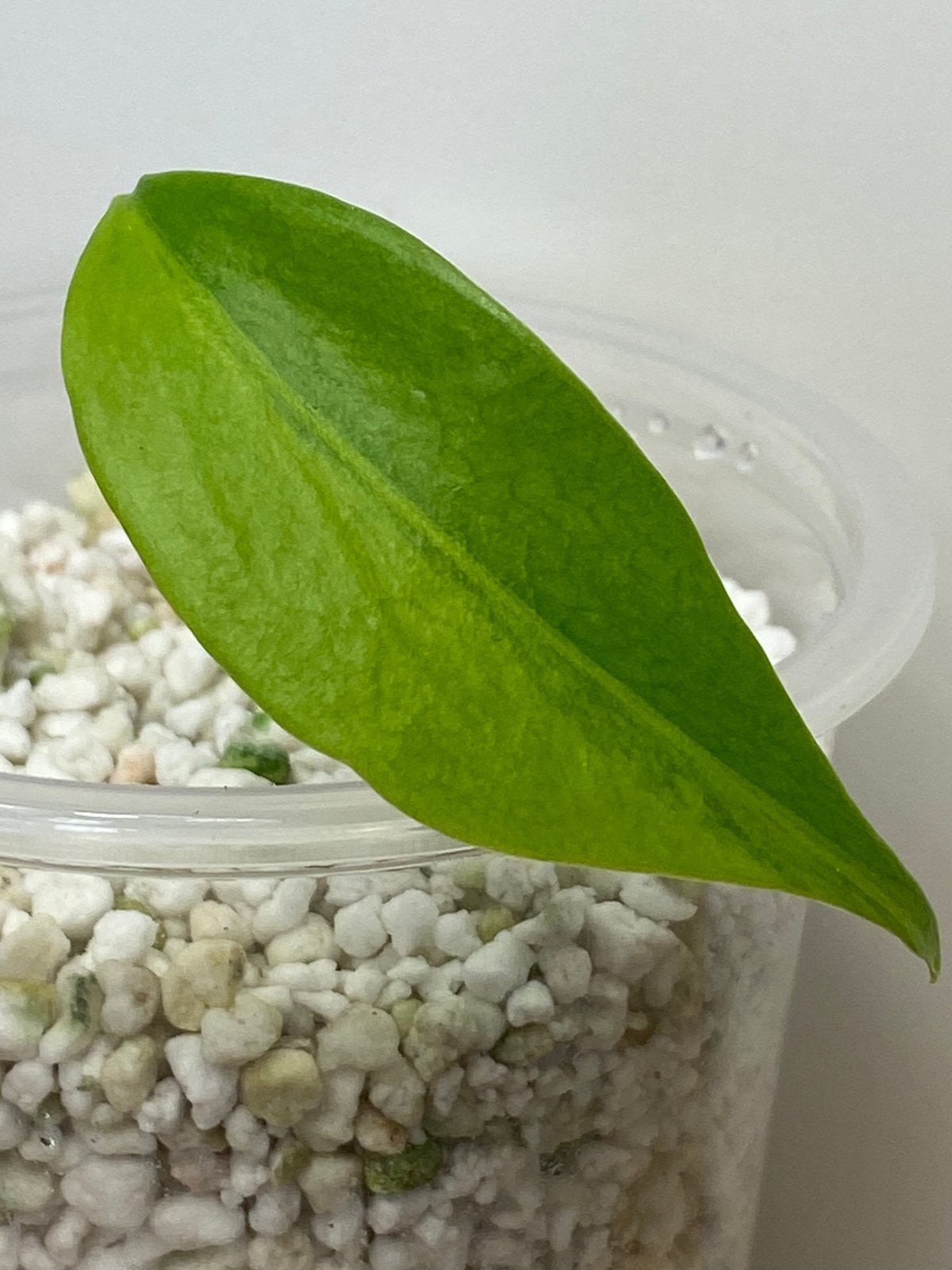 Monstera Deliciosa Aurea Marylin Variegata, Ophalen of Verzenden, Halfschaduw, Minder dan 100 cm