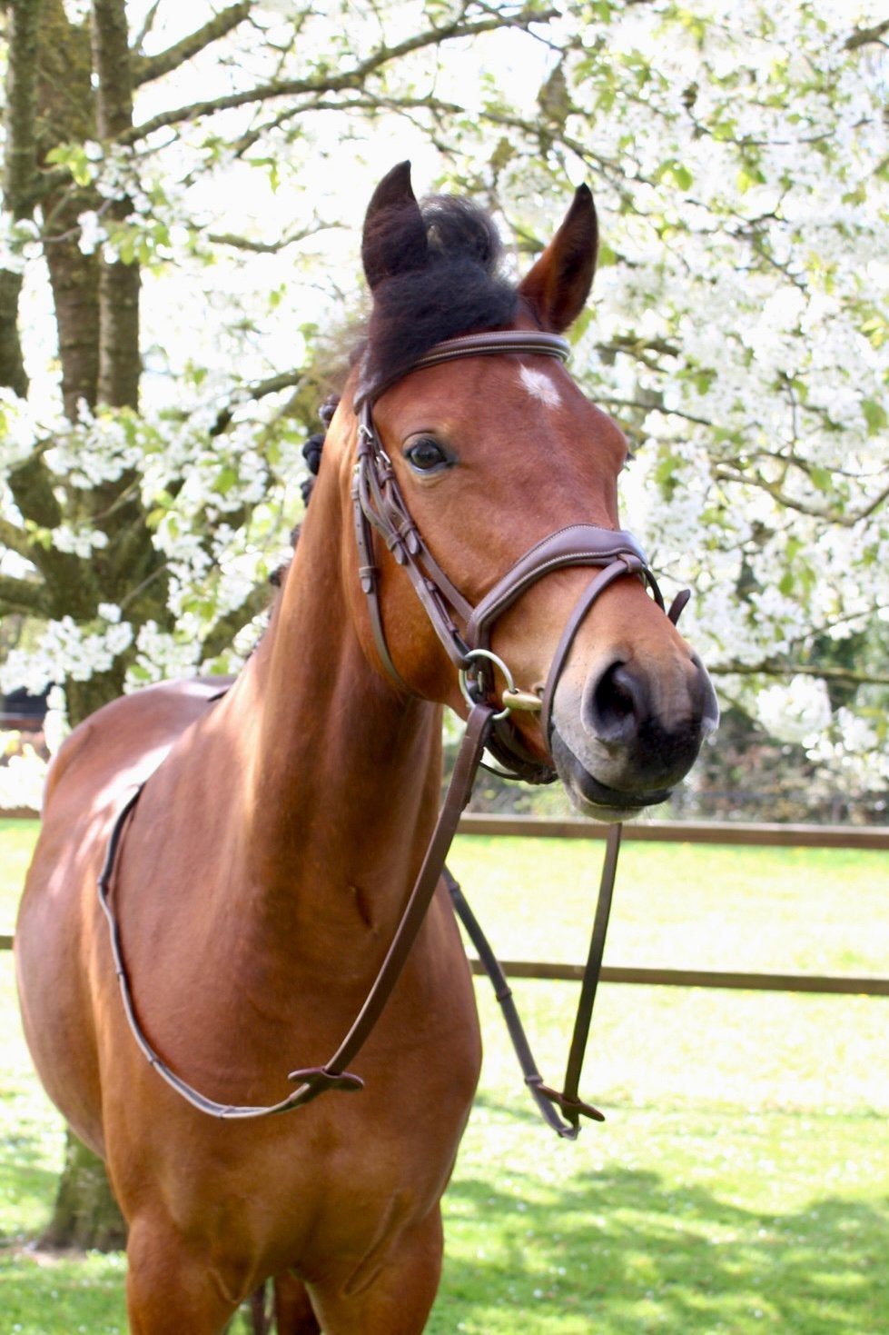 4 jarige D-pony alrounder, Dieren en Toebehoren, Met stamboom, B, Ruin, Springpony