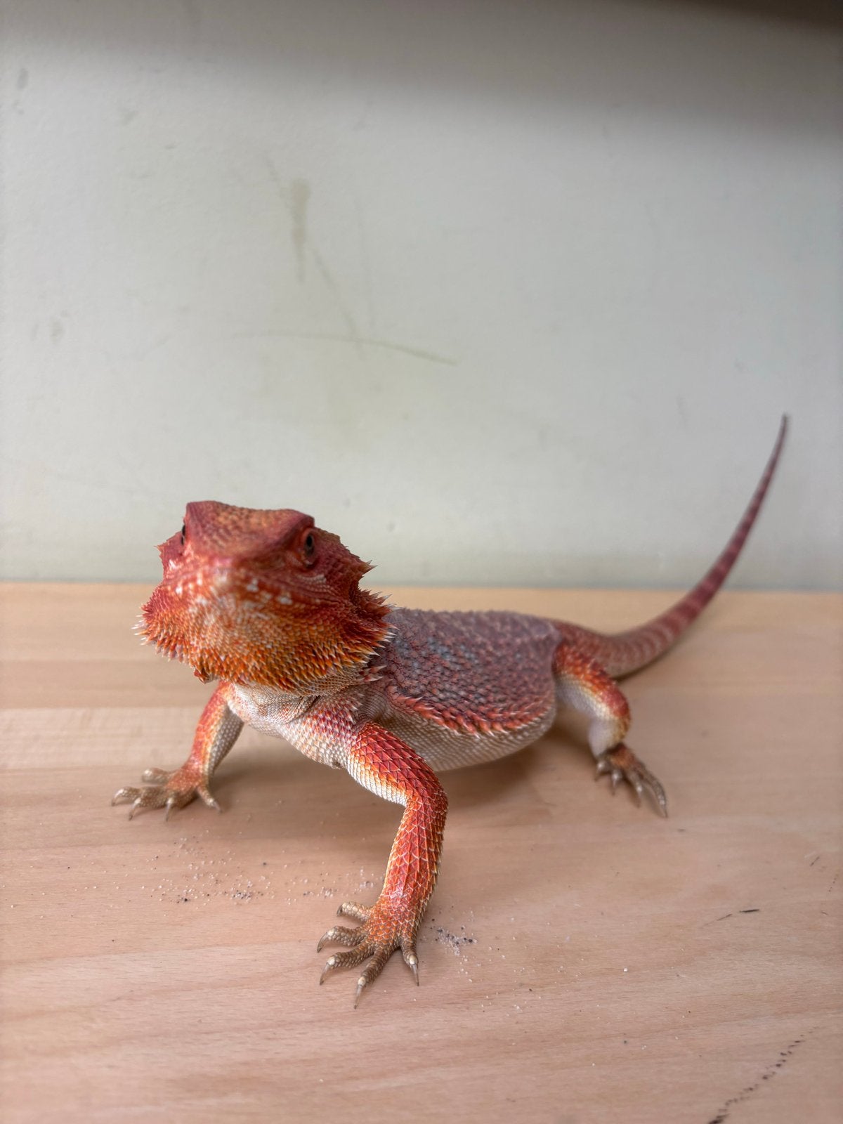 Baardagaam Ginger inclusief terrarium en toebehoren Bearded Dragon photo 3