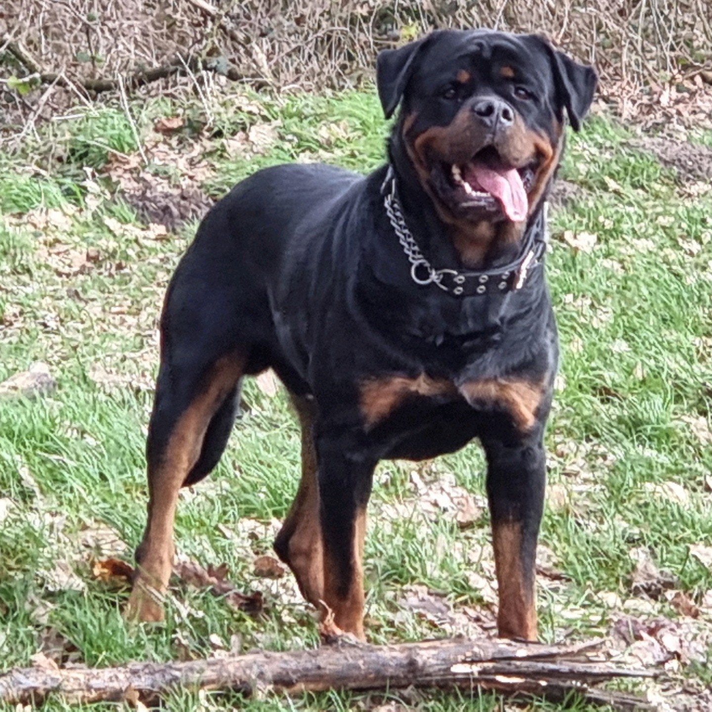 Rottweiler reu 4 jaar zoekt nieuw huisje, Reu, Parvo, Eén hond, 3 tot 5 jaar