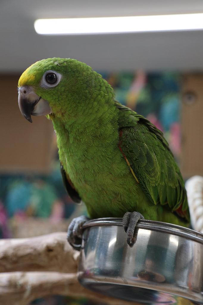 Jonge Geel voorhoofd Amazones | Handtam | Nieuwsgierig, Meerdere dieren, Papegaai, Pratend