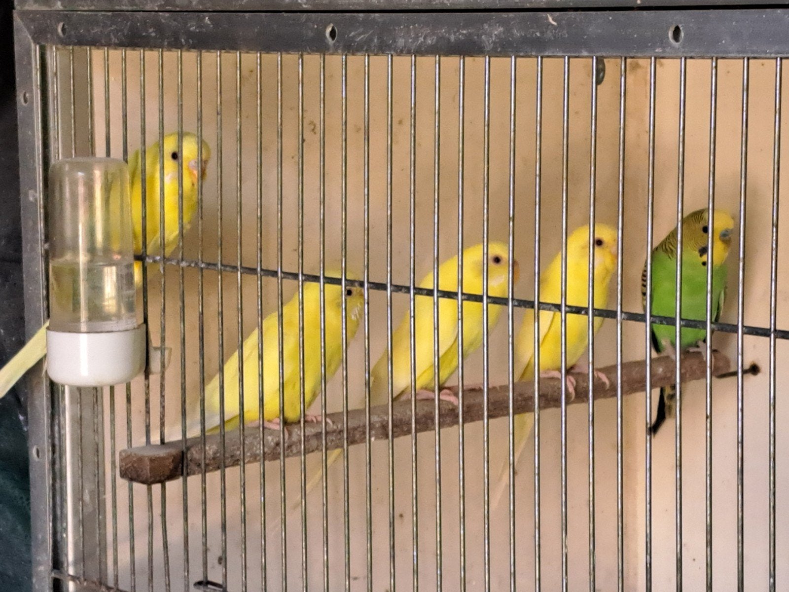Grasparkieten, Dieren en Toebehoren, Meerdere dieren