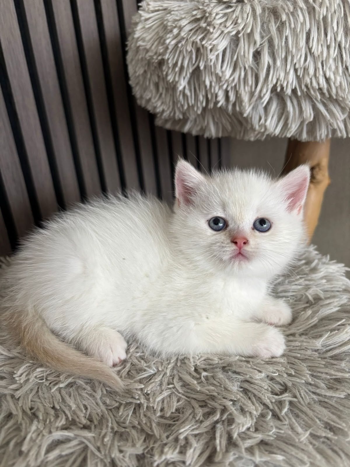 Een katje zoekt een nieuw huis, Kater, Kortharig, 0 tot 2 jaar