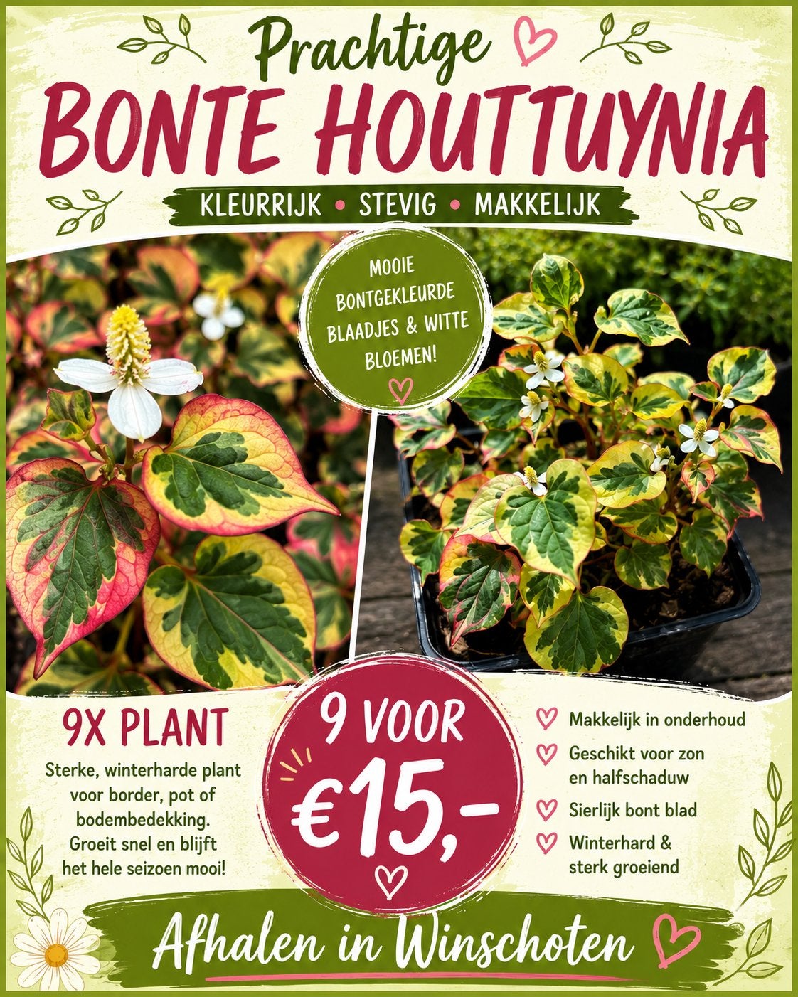 Bonte Houttuynia ‘Chameleon’ – 9 planten voor €15,-, Ophalen, Vaste plant, Overige soorten, Halfschaduw