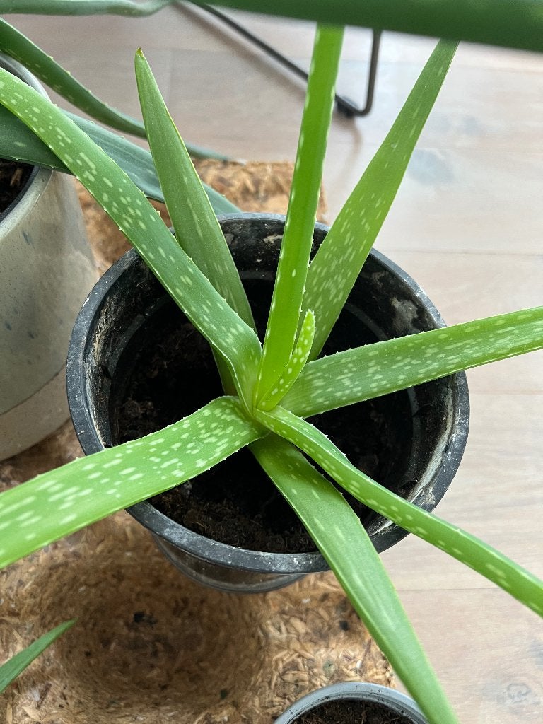 Diverse maten aloe vera en pannenkoekplant, Ophalen, Halfschaduw, Minder dan 100 cm