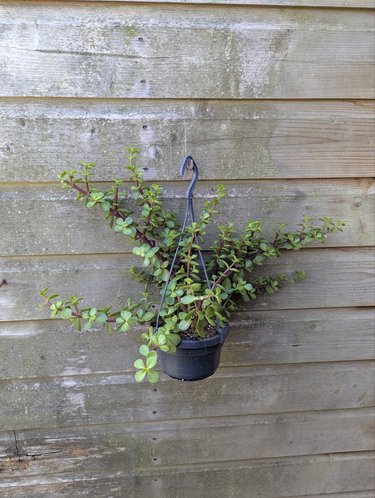 Portulacaria Afra in hangmand, Tuin en Terras, Planten | Tuinplanten, Overige soorten, Volle zon, Vaste plant, Ophalen of Verzenden
