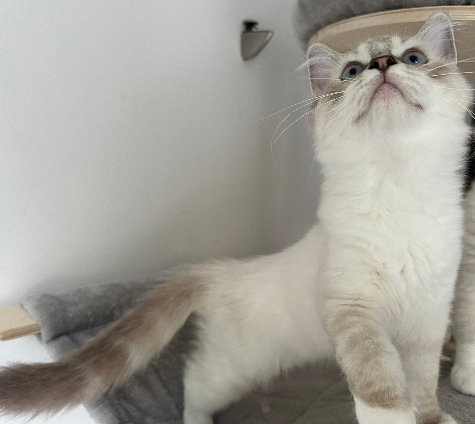 Prachtige Ragdoll kitten stamboom, Kater