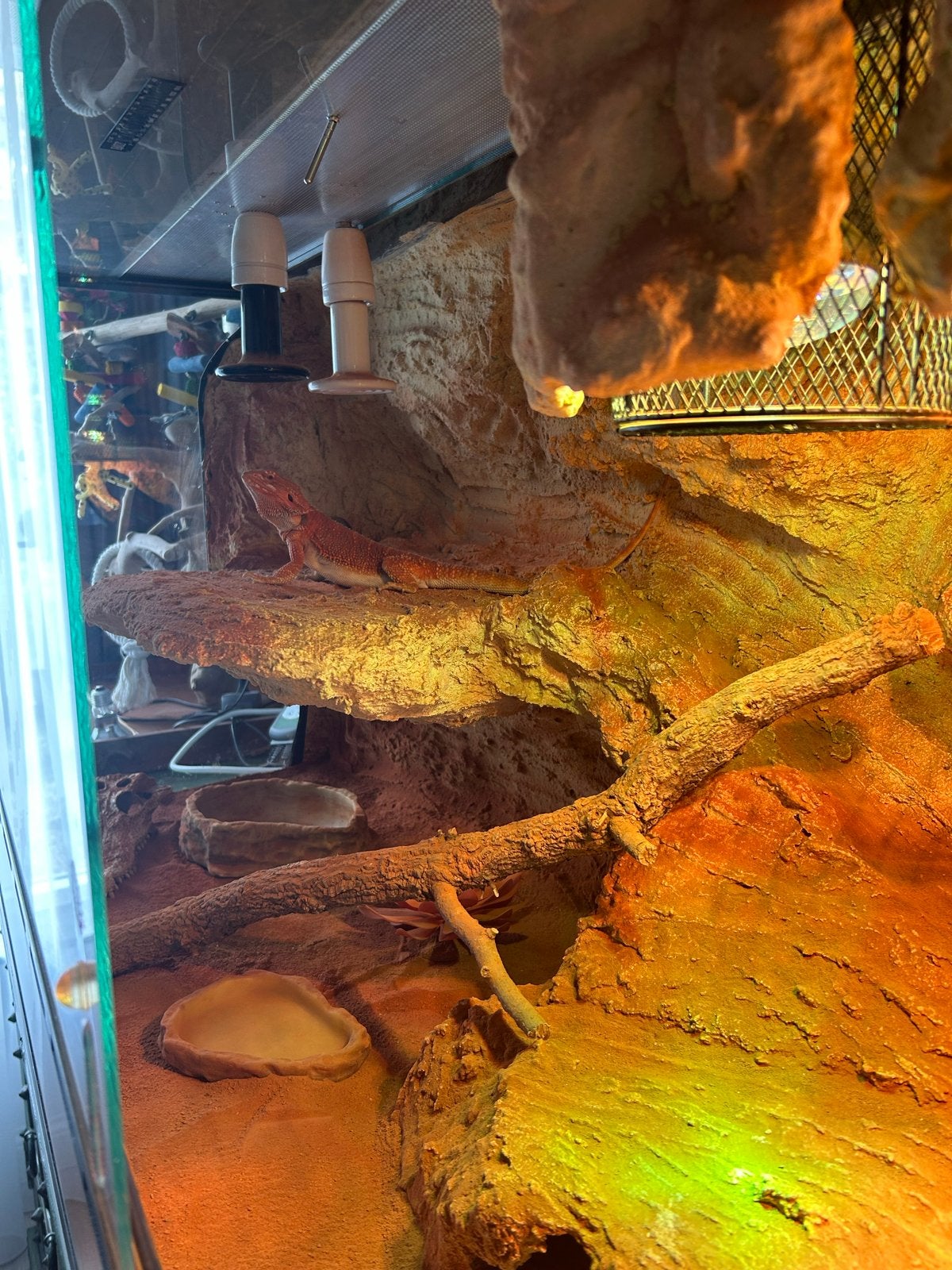 Baardagaam rood met blue lagoon terrarium (compleet) Bearded Dragon photo 5