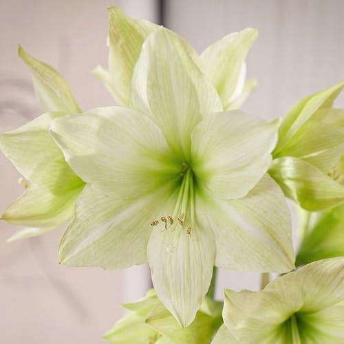 Amaryllis bol ‘Lemon Grandise’ Topkans voordelig, Ophalen of Verzenden, Volle zon