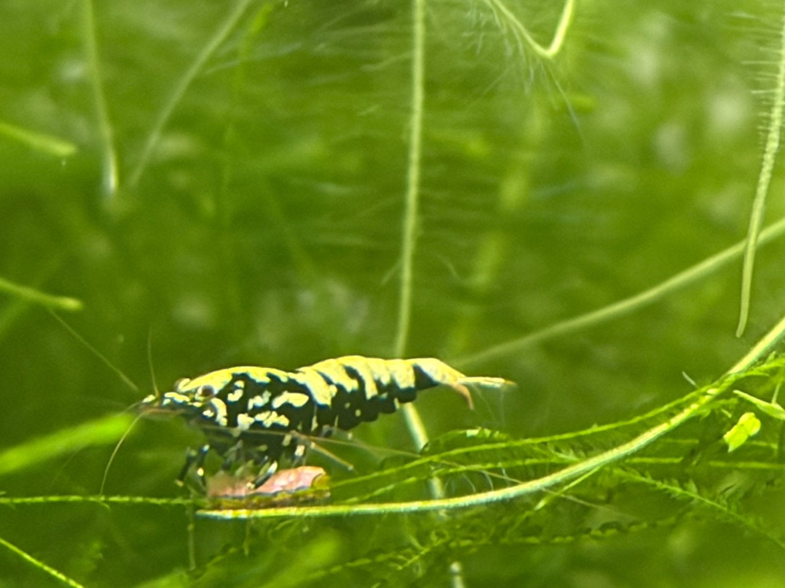 Caridina Boa galaxy fishbone garnalen, Dieren en Toebehoren, Kreeft, Krab of Garnaal, Zoetwatervis, Schoolvis