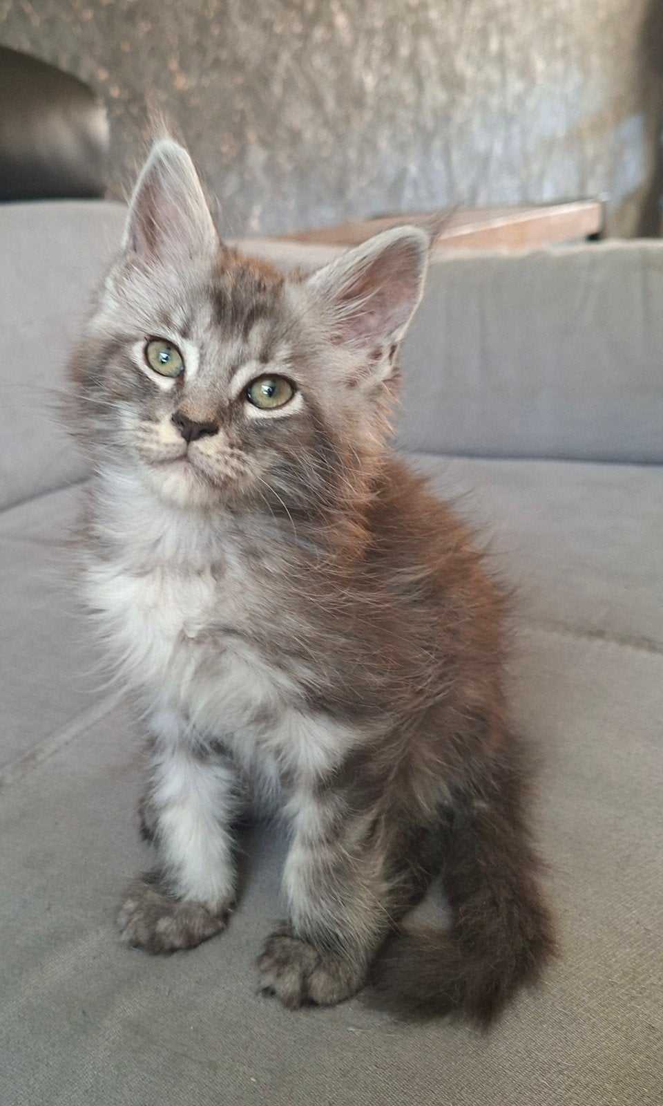 100% Maine Coon Kittens – Direct Verhuizen!, Dieren en Toebehoren, Katten en Kittens | Raskatten | Langhaar, Meerdere dieren, Ontwormd