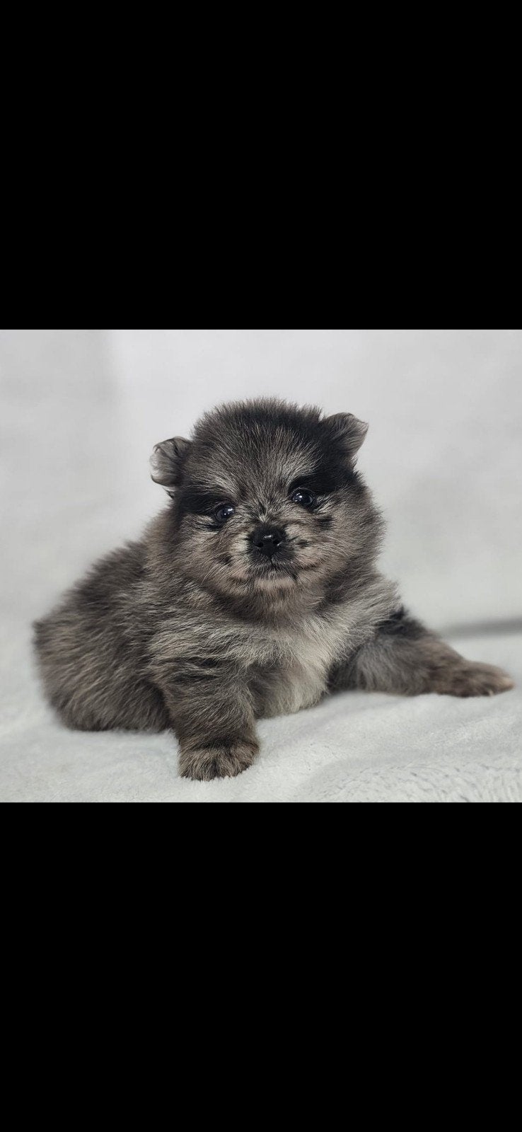 100% pomeriaan pups merle en 1 zwarte teef, Parvo, Overige rassen, 8 tot 15 weken, Meerdere