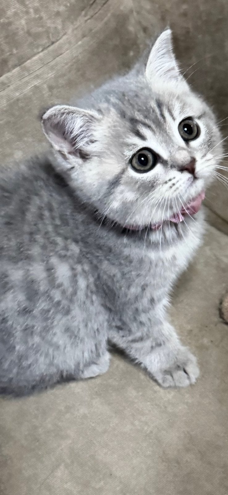 Raszuiver Britse Korthaar kittens mogen verhuizen, Meerdere dieren, Ontwormd