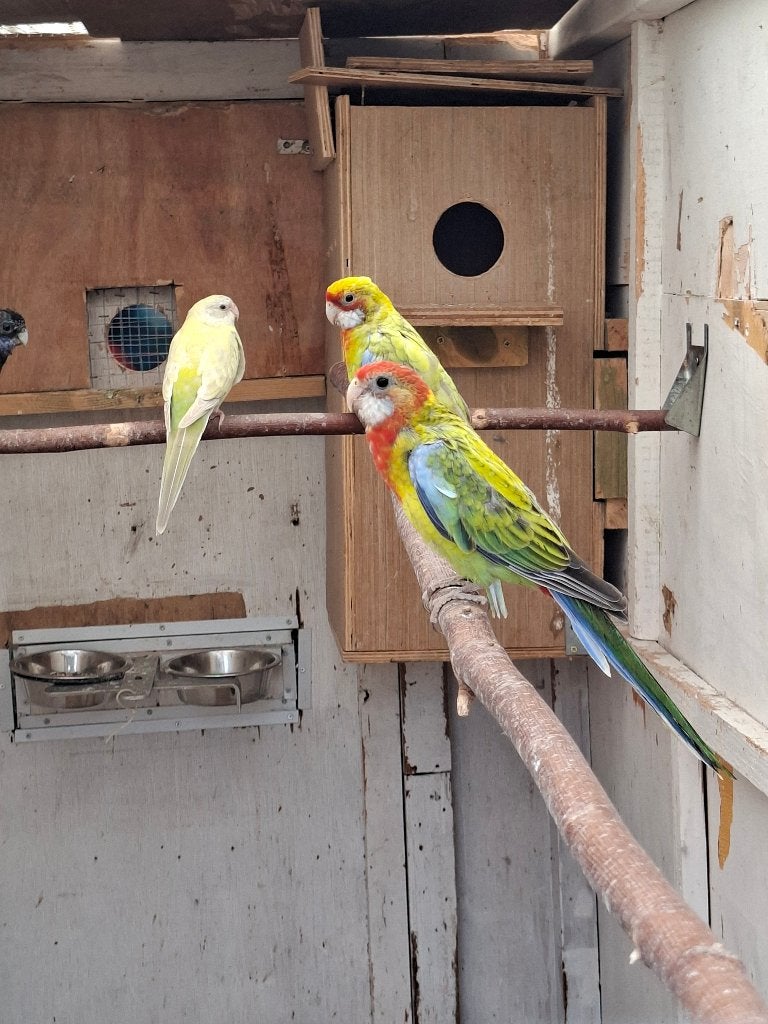 Rosella pop, Vrouwelijk, Parkiet, Geringd