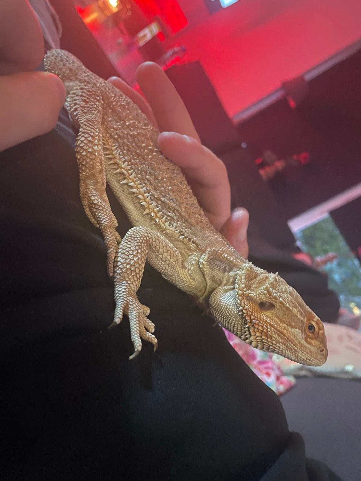 Baardagaam 2 jaar inclusief terrarium Bearded Dragon photo 4
