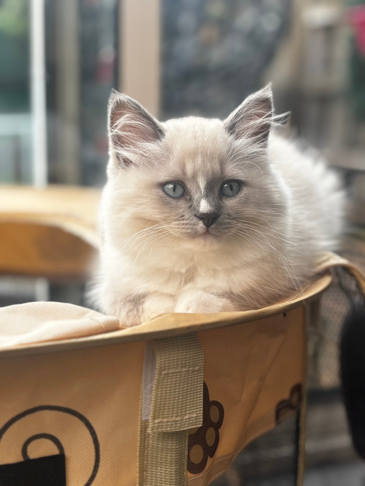 2 prachtige Ragdoll kittens💗🩵, Dieren en Toebehoren, Katten en Kittens | Raskatten | Langhaar, Poes, 0 tot 2 jaar